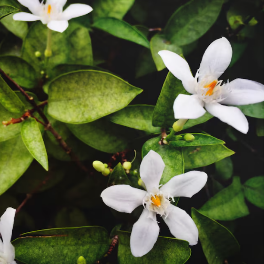 (No Ship to CA, HI, AK) Orange Jasmine Plant Live | Jasmine Tree Live Plant in 3 Gallon Pot, 30–36 Inch Tall | Easy to Grow Flowering Jasmine for Outdoor Gardens, Hedges & Landscape Use | No Ship to CA,HI,AK