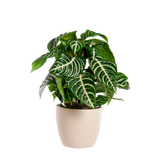 Zebra Aphelandra Plant in 4 Inch Pot, Aphelandra Squarrosa, Real Houseplant for Room & Office, Easy to Grow