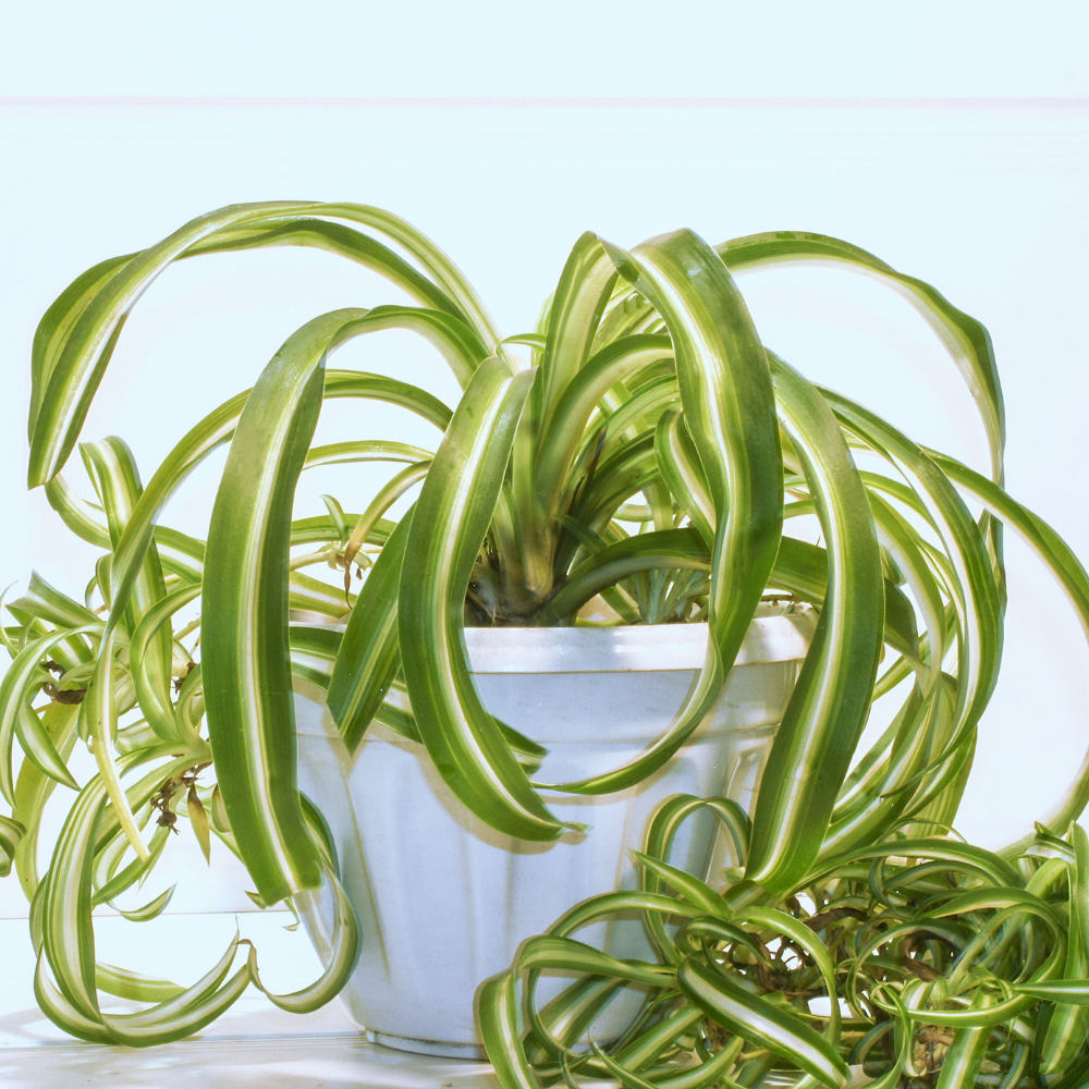 2 Spider Plants Live House Plants, Spider Plant in 2 Inch Pot, Low Maintenance, Thrives in Home & Office, Perfect for Plant Enthusiasts