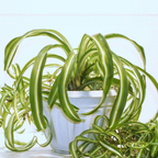 2 Spider Plants Live House Plants, Spider Plant in 2 Inch Pot, Low Maintenance, Thrives in Home & Office, Perfect for Plant Enthusiasts
