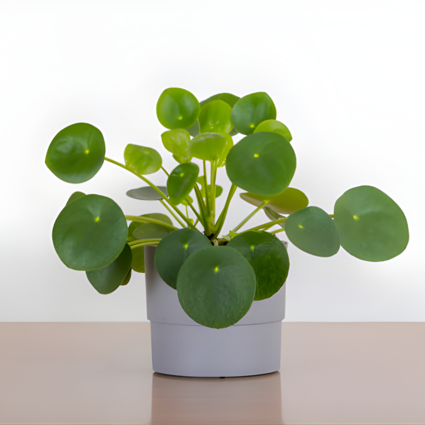 Pilea Peperomioides Plant Live in 6 Inch Pot, Chinese Money Plant Live for Planting, Compact Indoor Plant for Modern Home & Office Settings, Real Plants for Easy Indoor Gardening