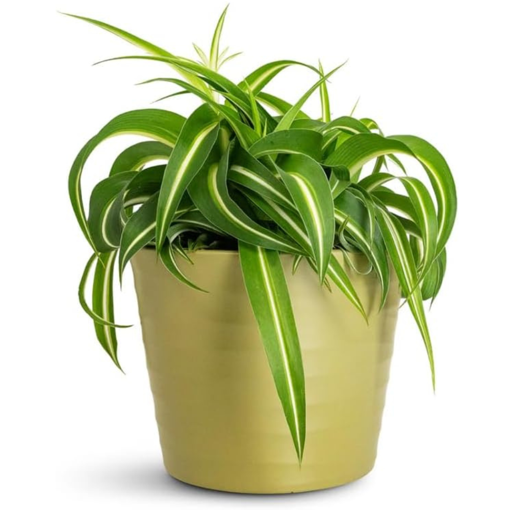 Curly Spider Plant Live in 2 Inch Pot, Live Spider Plants Indoor, Air-Purifying, Low Maintenance, Perfect for Home and Office Décor, Easy Care Starter Plants