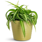 Curly Spider Plant Live in 2 Inch Pot, Live Spider Plants Indoor, Air-Purifying, Low Maintenance, Perfect for Home and Office Décor, Easy Care Starter Plants