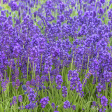 English Lavender Plants Live Outdoor and Garden, 3-Inch Pot, Cold-Hardy English Lavender for Patios, Borders, and Pathways