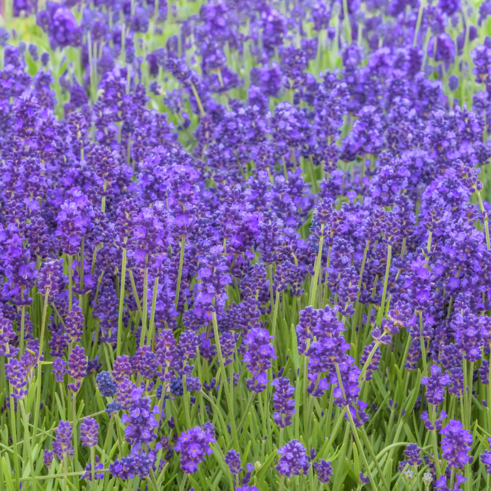 English Lavender Plants Live Outdoor and Garden, 3-Inch Pot, Cold-Hardy English Lavender for Patios, Borders, and Pathways