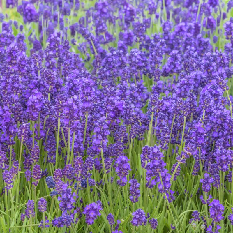 English Lavender Plants Live Outdoor and Garden, 3-Inch Pot, Cold-Hardy English Lavender for Patios, Borders, and Pathways