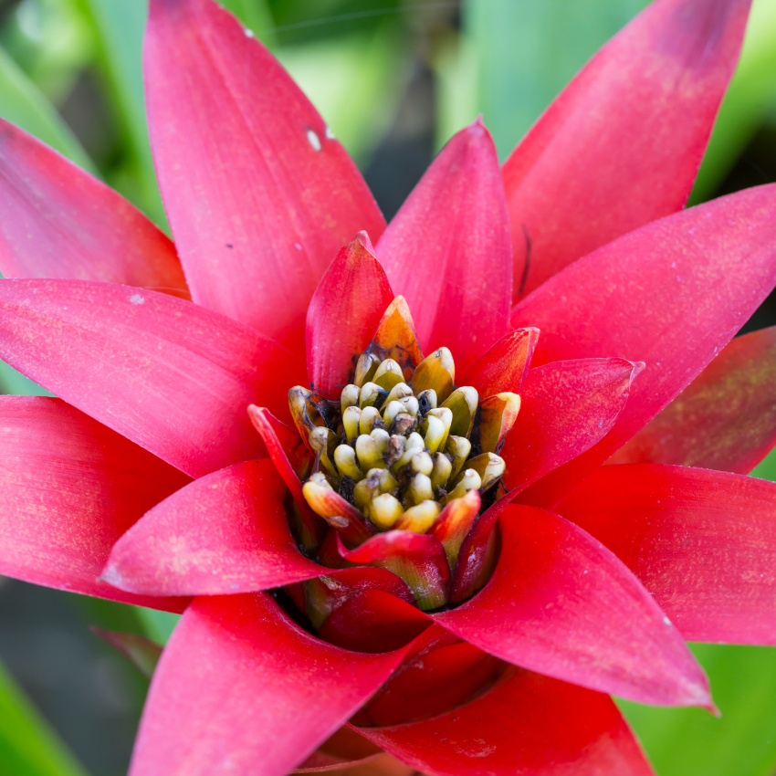 Red Easter Cactus Live Plant | Spring Easter Cactus 3 Inch Tall | Vibrant Red Blooms | Easter Cactus Plants Live for Desk, Shelf or Gift