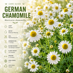 3500 German Chamomile Seeds for Planting Outdoors, Vigorous Herb Seeds, Sturdy Low Maintenance Aromatic Flowers with White Blooms for Patios & Gardens