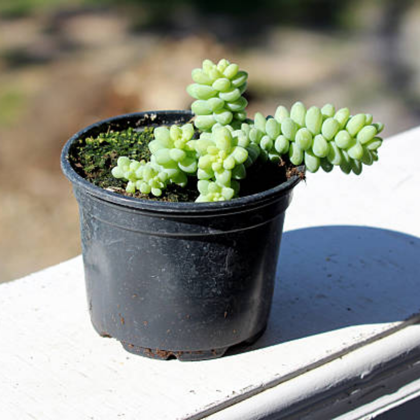 Live Succulents Donkey Tails in 4 Inch Pot, Air-Purifying, Low Maintenance, Perfect for Home and Office Décor, Easy Care Starter Plants
