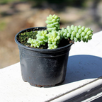 Live Succulents Donkey Tails in 4 Inch Pot, Air-Purifying, Low Maintenance, Perfect for Home and Office Décor, Easy Care Starter Plants