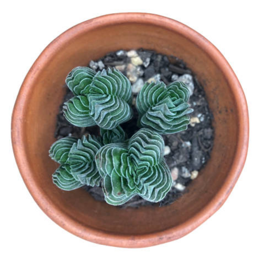 2 Crassula Succulents Plants Live in 2 Inch Pot, Rare Live Succulents, Air-Purifying, Low Maintenance, Perfect for Home and Office Décor, Easy Care Starter Plants