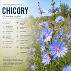 200 Pcs Chicory Seeds for Planting Outdoors, Non-GMO Heirloom Herb Seeds, Low Maintenance Cold-Hardy Blue Blooms for Yard Borders