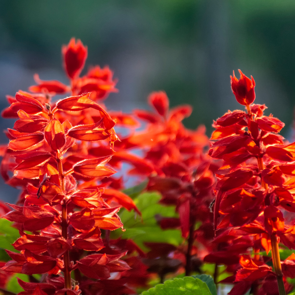 100 Pcs Scarlet Sage Seeds, Heirloom Non-GMO Flowers, Low Maintenance Vibrant Tubular Blooms for Hummingbirds