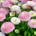 300 Pcs English Daisy Seeds Mix for Planting Outdoors, Non-GMO Heirloom Bellis Perennis, Low Maintenance Button Blooms for Spring Yard Borders