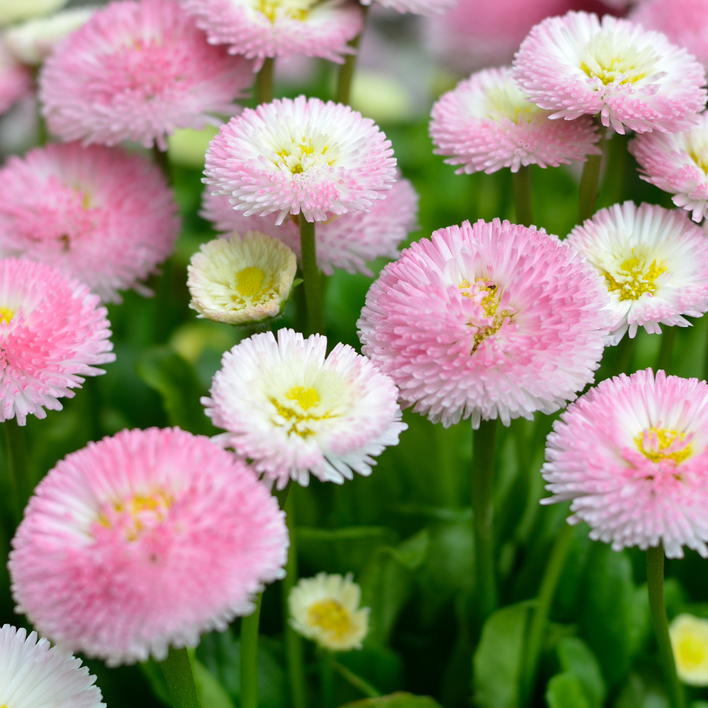 300 Pcs English Daisy Seeds Mix for Planting Outdoors, Non-GMO Heirloom Bellis Perennis, Low Maintenance Button Blooms for Spring Yard Borders