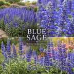 100 Pcs Blue Sage Seeds for Planting Outdoors, Non-GMO Heirloom Perennial Herb Seeds, Low Maintenance Blue Flower for Yard Borders