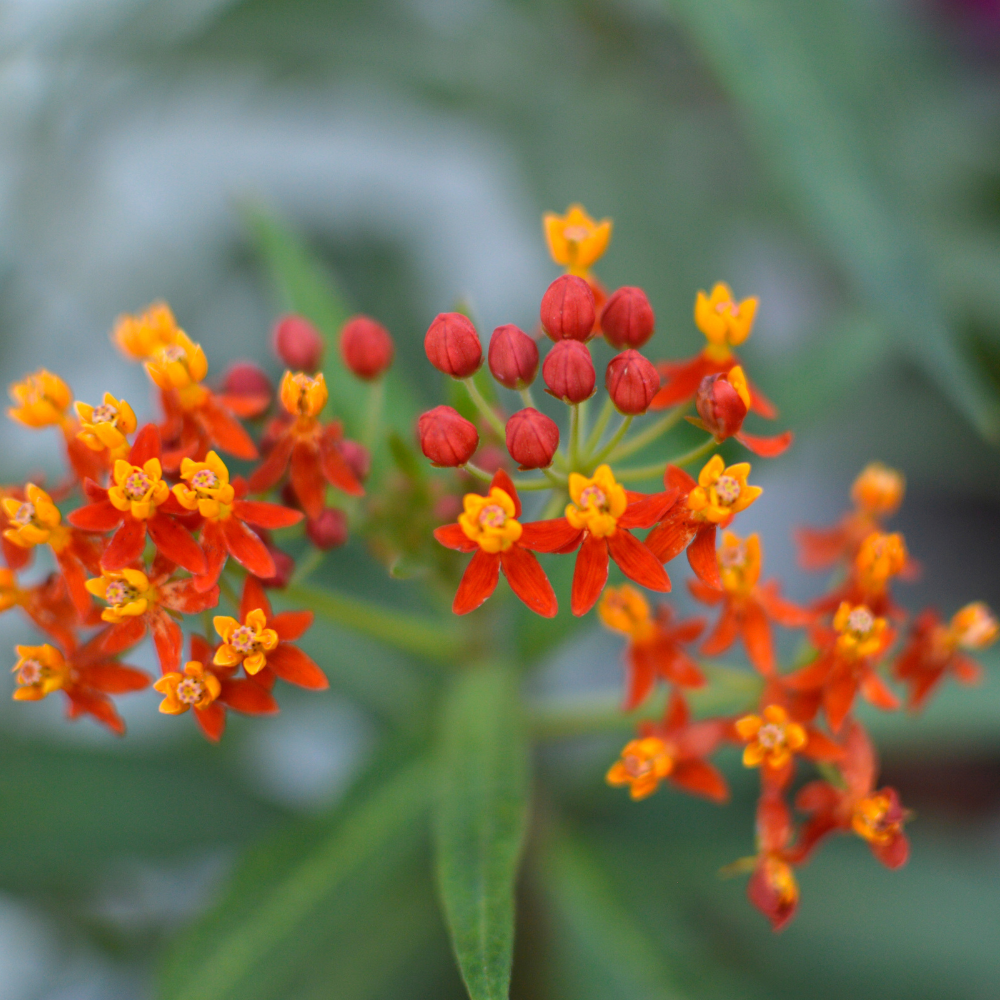 Milkweed Plants Live, Live Milkweed Plants, Size 4 Inch Tall, Bright Spring Blooms, Upright Growth for Garden Beds & Butterfly Gardens