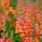 30 Pcs Chantilly Bronze Snapdragon Seeds, Heirloom Non-GMO Open-Faced Flowers, Sturdy Tall Stems for Cut Floral Bouquets