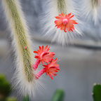 3 Monkey Tail Cactus Live Plant, 2 Inch Pot, Low Maintenance Exotic Succulent, Unique Soft White Spines for Bright Indirect Light