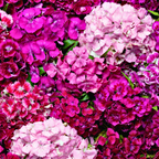 250 Pcs Sweet William Seeds Mix for Planting Outdoors, Non-GMO Heirloom Flowers, Low Maintenance Fragrant Pink & Red Blooms for Yard Borders