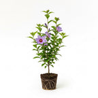 Purple Althea Live Plants - Rose of Sharon | 10-12 Inch Tall Flowering Trees in Gallon Pot | Hardy Hibiscus Shrubs for Outdoor Planting, Landscaping & Garden Beds
