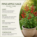 2 Red Salvia Live Plant for Planting, 5-8" Tall Medium Pot Sage Plant, Hardy Herb Plant with Red Flower Spike, for Backyard Garden