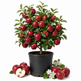 Sweet Red Delicious Apple Plant Live, 3 Gallon Apple Tree, Fruit Trees Live Plants Ready to Fruit, Live Fruit Trees for Outdoor Planting (No Ship to CA, HI, AK)