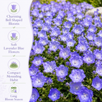 700 Tussock Bellflower Seeds, Non-GMO Campanula carpatica Seeds, Easy Care, Vibrant Blue Violet Perennial Cascading for Rock Gardens