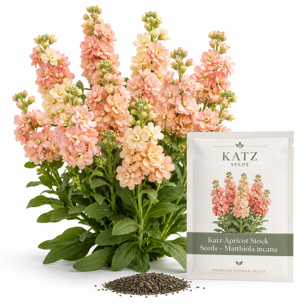 50 Katz Apricot Stock Seeds, Non-GMO Matthiola incana Seeds, Fragrant Apricot Peach Double Blooms, Ideal for Gardens, Borders & Accents