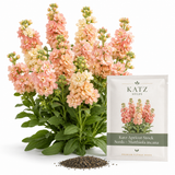 50 Katz Apricot Stock Seeds, Non-GMO Matthiola incana Seeds, Fragrant Apricot Peach Double Blooms, Ideal for Gardens, Borders & Accents