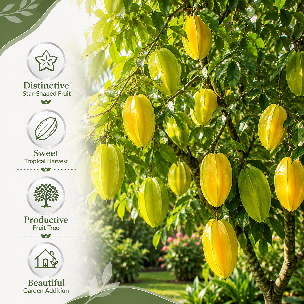 Sweet Starfruit Tree Live Plant in 3 Gallon Pot, Well-Rooted Tropical Tree, Low Maintenance Fruit Plant for Sunny Outdoor Spots (No Ship to CA,HI,AK)