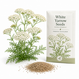 1500 White Yarrow Seeds, Non GMO, High Yield, Charming Long-Lasting Flower Accent, Perennial Flower Seeds, Perfect for Outdoor Spaces