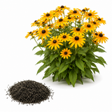 50 Pcs Rudbeckia Black Eyed Susan Seeds, Fast Growing, Drought Tolerant, Striking Elegant Golden Blooms, for Patios, Borders & Outdoor Spaces