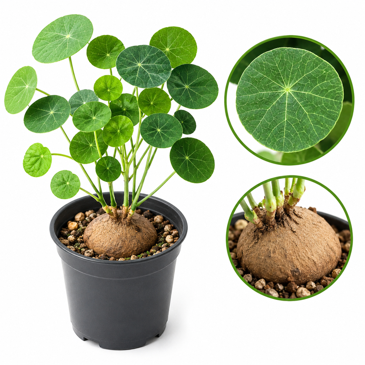 Stephania Cephalantha Live Plant, 2.5 – 3" Rare Caudex Bulb, Low-Maintenance Indoor Greenery, Great Botanical Gift