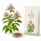 150 Spotted Bee Balm Seeds, Non GMO Beebalm Seeds, Easy to Grow, Native Wildflower Attracts Bees & Butterflies, Ideal for Gardens & Borders