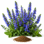 500 Blue Hyssop Seeds, Non GMO, Heirlooms, Long Lasting Seasonal Blooms, Decorative Flower Seeds for Patio Pots, Borders & Garden Spaces