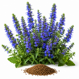 500 Blue Hyssop Seeds, Non GMO, Heirlooms, Long Lasting Seasonal Blooms, Decorative Flower Seeds for Patio Pots, Borders & Garden Spaces