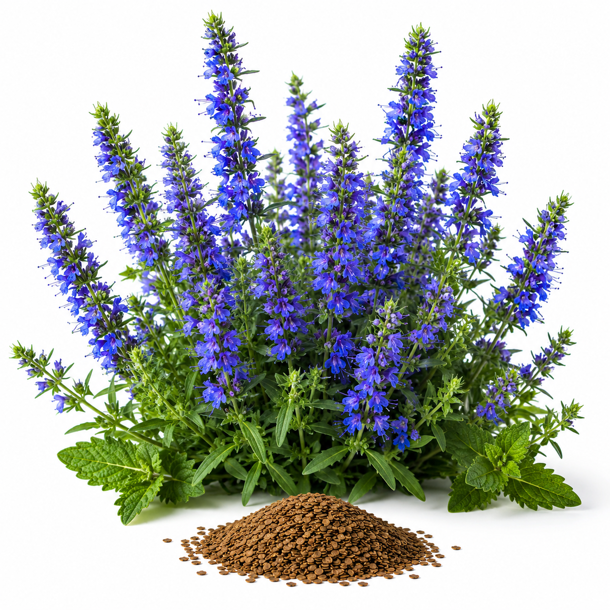 500 Blue Hyssop Seeds, Non GMO, Heirlooms, Long Lasting Seasonal Blooms, Decorative Flower Seeds for Patio Pots, Borders & Garden Spaces