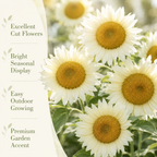 60 ProCut White Lite Sunflower Seeds for Planting, Non-GMO, Easy to Grow, Single Stem Sunflower Seeds, Striking Pastel Cream Blooms, Perfect Unique Gift