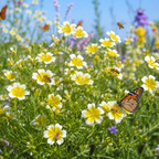 120 Pcs Poached Egg Plant Seeds, Easy to Grow, Meadowfoam Seeds, Ideal for Gardens, Borders & Pathways
