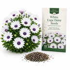 60 White Cape Daisy Seeds for Planting Outdoors, Non GMO, Drought Tolerant, Vibrant White Flower with Blue Purple Center, Perennial for Pots and Patio