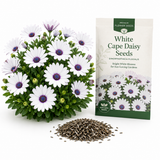 60 White Cape Daisy Seeds for Planting Outdoors, Non GMO, Drought Tolerant, Vibrant White Flower with Blue Purple Center, Perennial for Pots and Patio