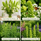 50 Pcs Bells of Ireland Seeds (Moluccella Laevis), Non-GMO Highly Fragrant Shellflower Seed, Long-Lasting Cut Flowers, for Pots, Containers, and Gardens