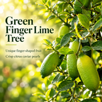 Green Finger Lime Trees Live Plants | 1 Gallon Live Potted Citrus Tree | Citrusy Juicy Fruit for Cooking, Juicing & Home Gardening (No Ship to CA,HI,AK)