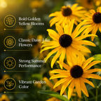 Rudbeckia Black Eyed Susan Seeds Perennial, 25 Pcs, Non GMO Wildflower Seeds, Vibrant Yellow Flowers for Backyard Landscape & Garden Borders