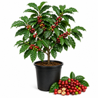 Live Coffea Arabica Plant, Well-Rooted 1-2' Potted Plant, Low Maintenance Indoor Coffee Plant for Bright Windowsills (No Ship to CA,HI,AK)