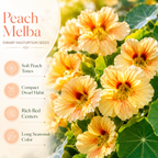 50 Peach Melba Nasturtium Seeds, Easy to Grow, Annual Flower Seeds, Spectacular Edible Flowers with Sweet Cream & Coral Tones, Ideal for Borders & Garden Accents