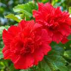 2 Red Hibiscus Althea Live Plants for Planting | 10-12 Inch Tall | Red Flowering Rose of Sharon Trees for Outdoor Gardens & Privacy Screens