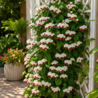 Bleeding Heart Plant Live | 3 to 4 Inch Tall | Clerodendrum Houseplant with White Blossoms, Ready for Plant Outdoor Garden or Patios, Pot Not Included