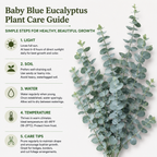 20 Baby Blue Eucalyptus Seeds, Non GMO, High Yield, Fragrant Silver-Blue Perennial, Charming Ornamental Accent
